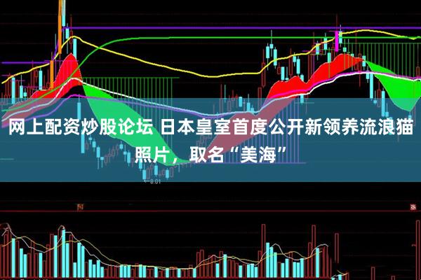 网上配资炒股论坛 日本皇室首度公开新领养流浪猫照片，取名“美海”