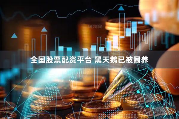 全国股票配资平台 黑天鹅已被圈养
